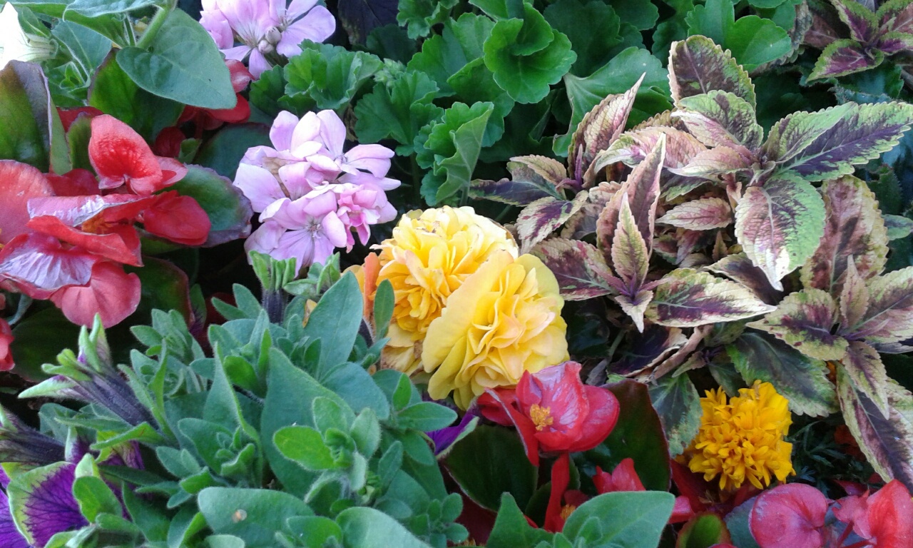 Flower tub close-up